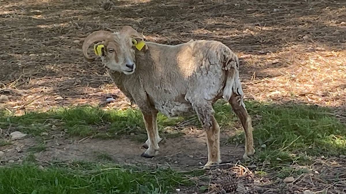 mouton