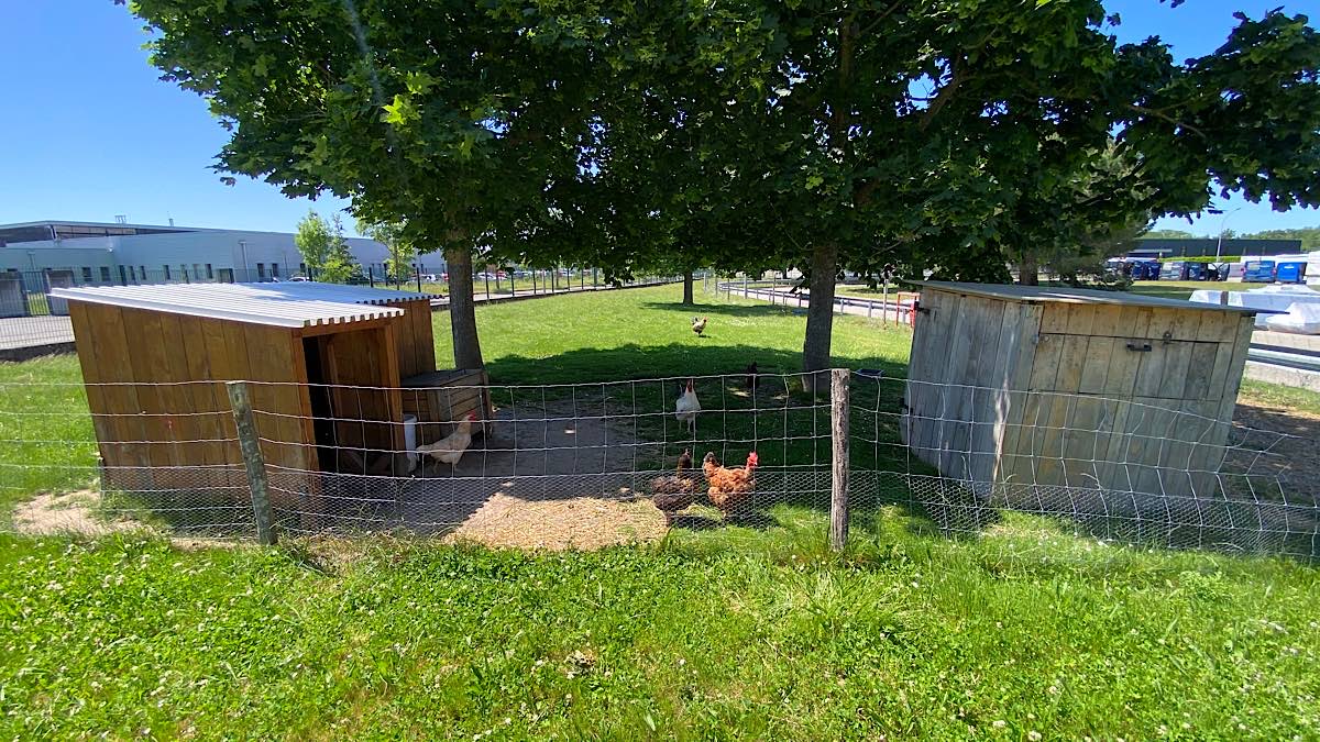 bassecour poules