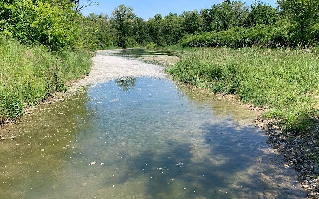 La nature se réinvite dans la Lône de Jonage remise en eau