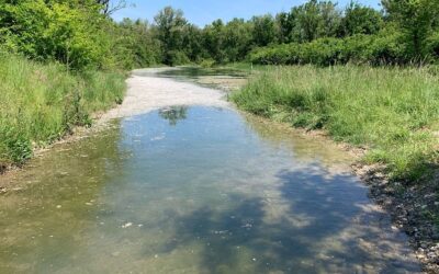 La nature se réinvite dans la Lône de Jonage remise en eau