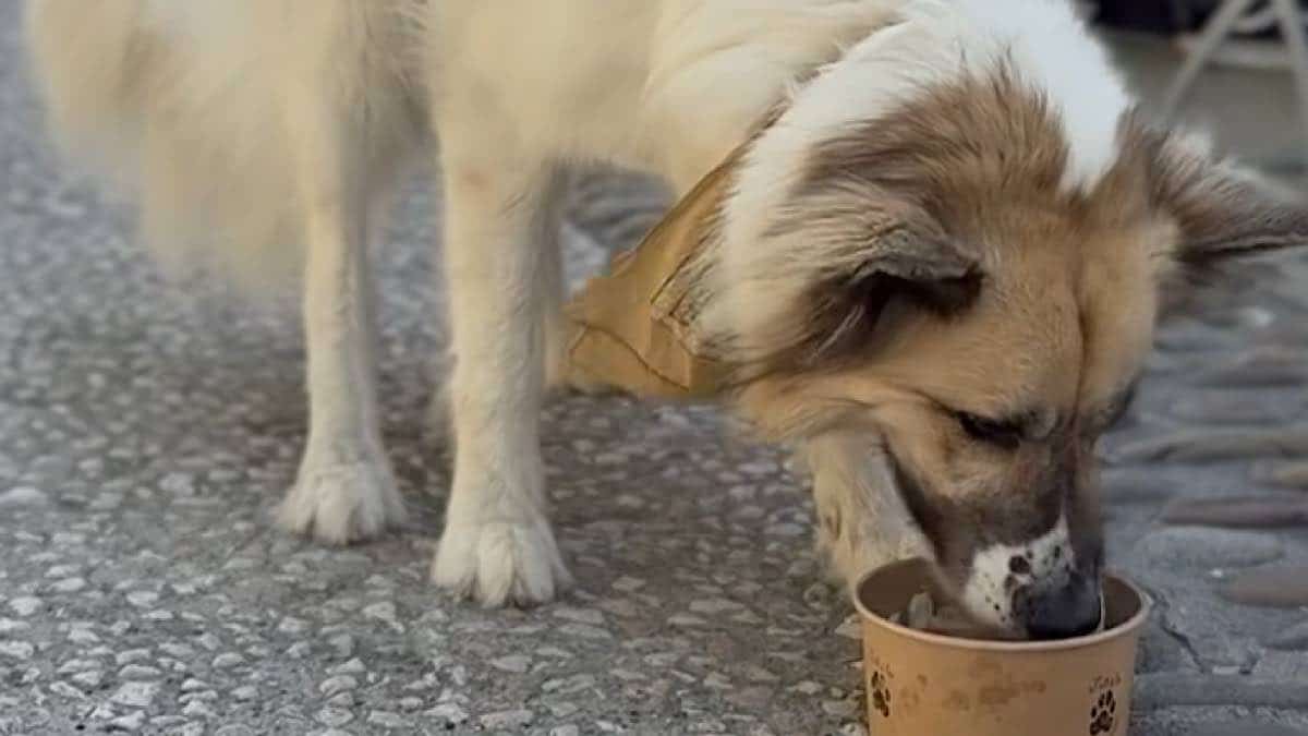 livraison nourriture pour votre animal
