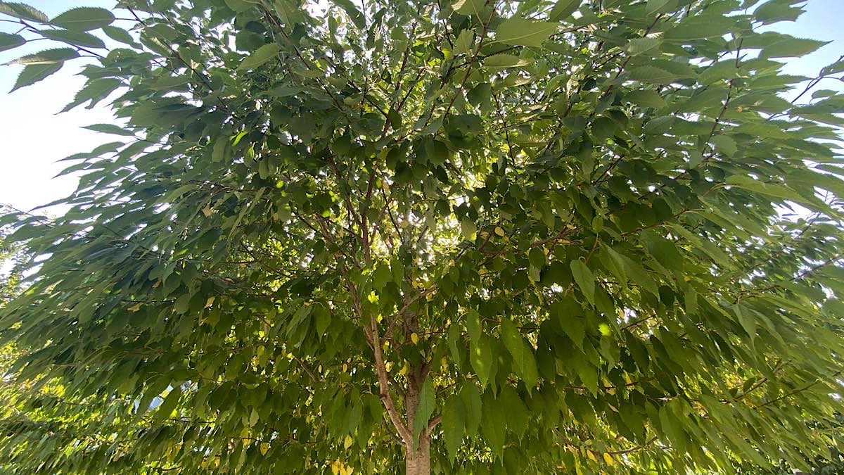 arbres