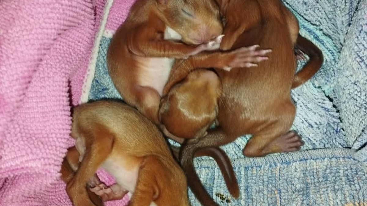 centre de soins pour animaux