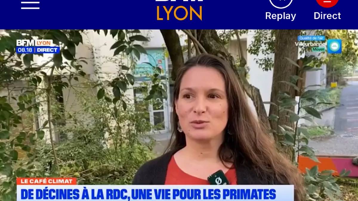 singes issus du braconnage