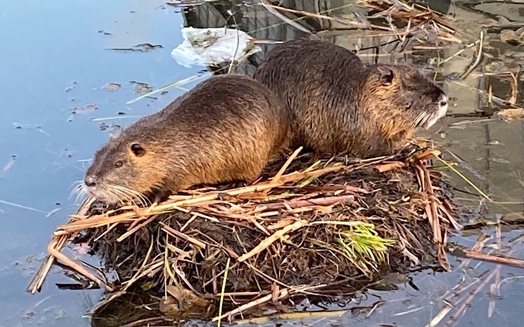 Que faire des ragondins du jardin Ouagadougou à Lyon ?