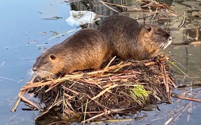 Que faire des ragondins du jardin Ouagadougou à Lyon ?