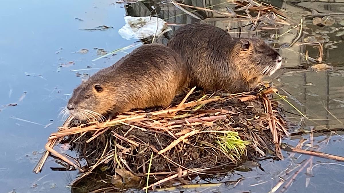 ragondins pétition contre l'euthanasie