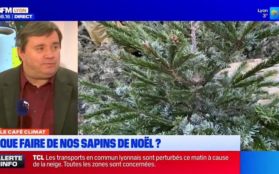 A Lyon, où et comment recycler votre sapin de Noël cette année ?