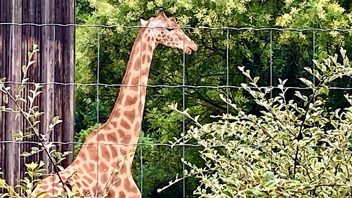 condition animale