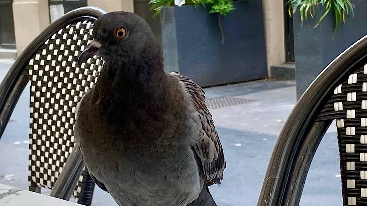 pigeon