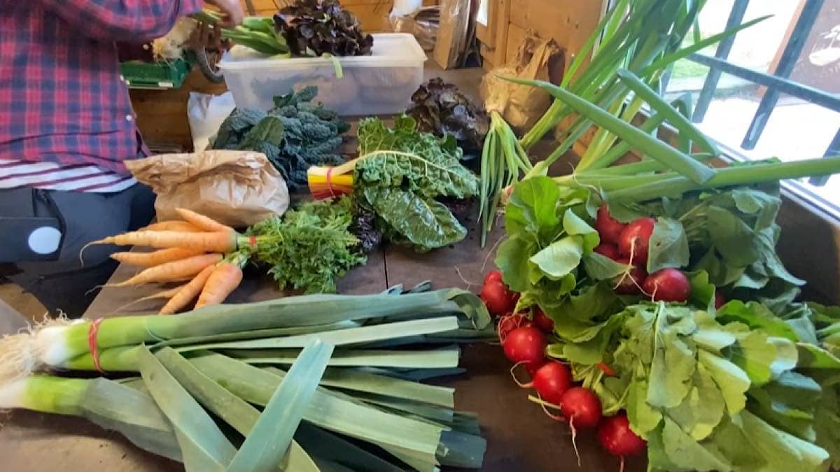 légumes en circuit-court