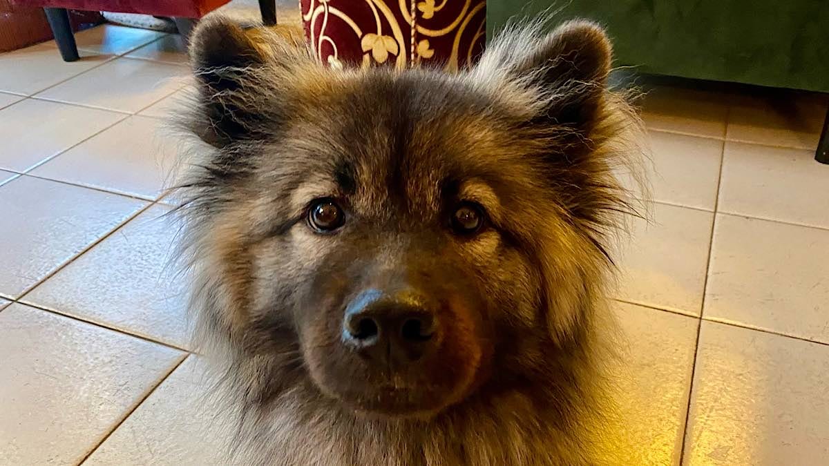 chien Husko