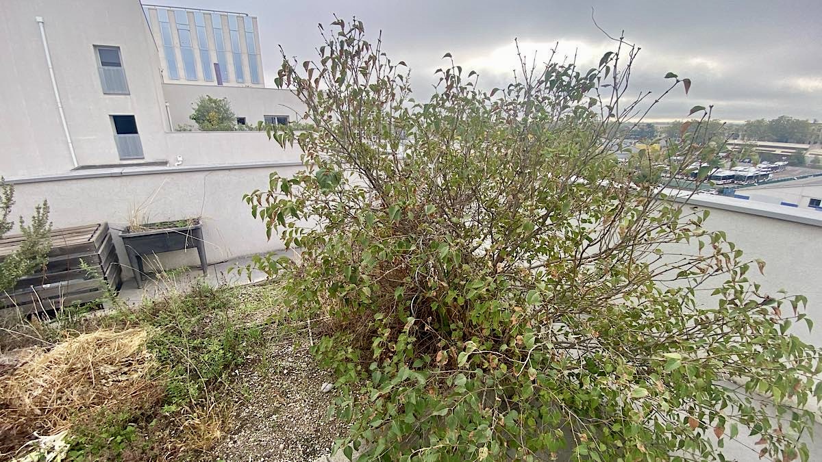 jardins partagés La soie