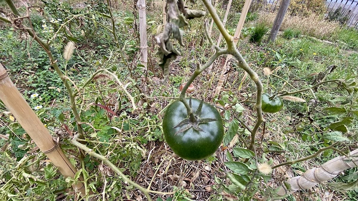courge