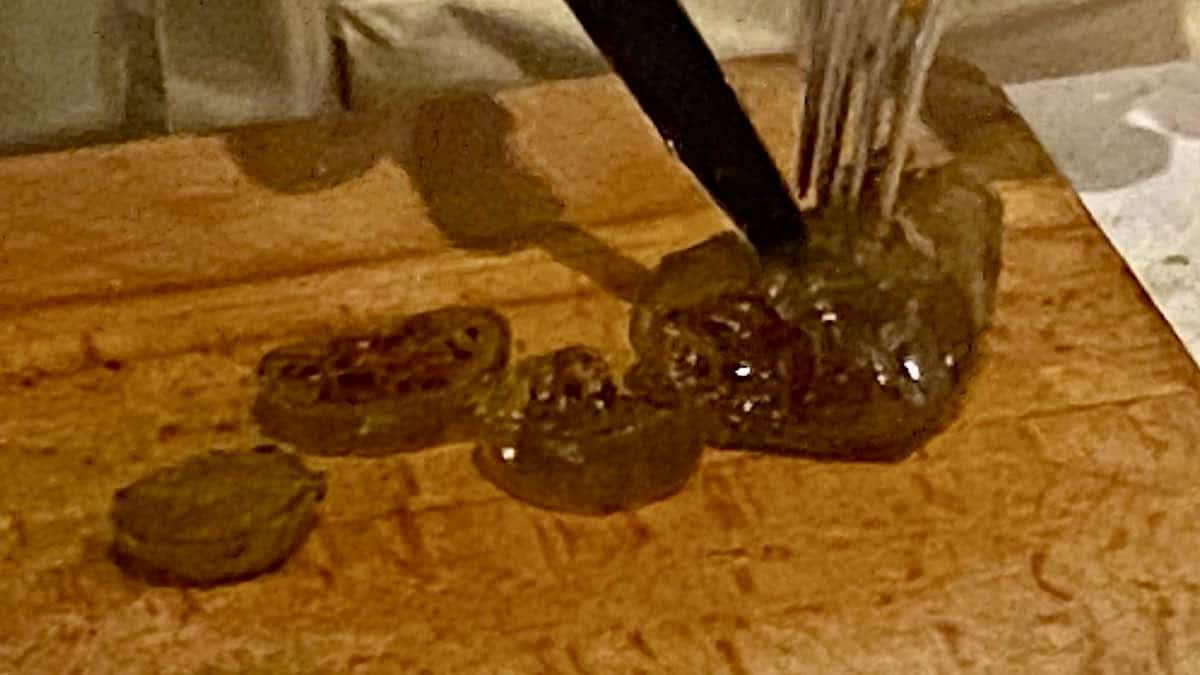 cactus confit